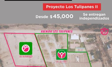 PROYECTO TULIPANES II