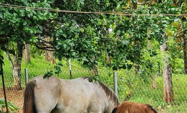 Finca06 Titulada con Tecas - FINANCIADAS 100%  SIN INTERES $500 Quincenal