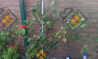 alquiler temporal zona punta mogotes