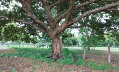 Venta de rancho ubicado en coronel traconis cerca del aeropuerto villahermosa, tabasco.