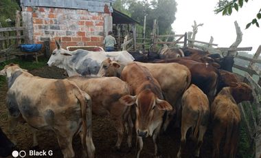 Venta Finca Ganadera y Agrícola Angelópolis Antioquia