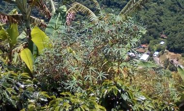 Venta Finca Ganadera y Agrícola Angelópolis Antioquia