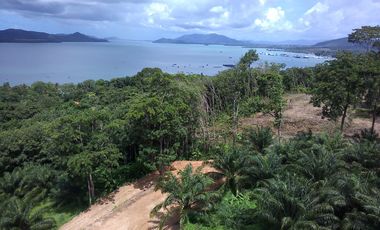 Stunning seaview 2 Rai of palm plantation for sale in Takua tung,PhangNga