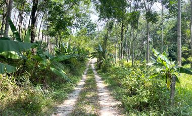Tranquil 8 Rai Rubber Plantation Land for Sale in Bang Thong, Thai Mueang, Phangnga