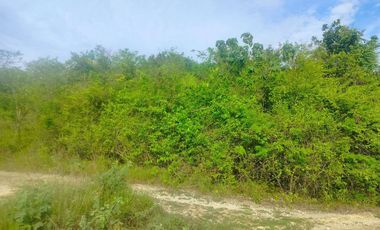 Lot for sale 2.4 hectares clean title along barangay road and near school and Police station in Bogo City, Cebu