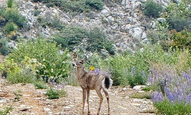 Vendo Hermoso Terreno, Zona Alta de San Antonio de las Alazanas, Arteaga, Coahuila, Descendente, con unas vistas espectaculares