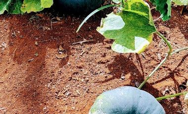 Finca41 de 5005 m2 Financiada 100% SIN INTERES PAGO EN $500 Quincenal