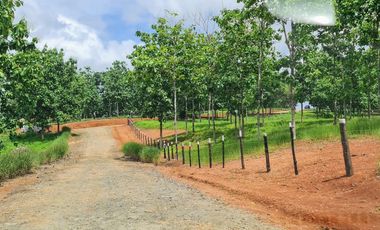 Finca41 de 5005 m2 Financiada 100% SIN INTERES PAGO EN $500 Quincenal