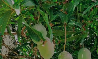 Finca41 de 5005 m2 Financiada 100% SIN INTERES PAGO EN $500 Quincenal