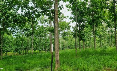 Finca41 de 5005 m2 Financiada 100% SIN INTERES PAGO EN $500 Quincenal