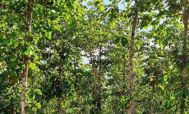 Finca41 de 5005 m2 Financiada 100% SIN INTERES PAGO EN $500 Quincenal