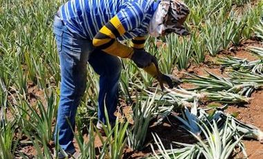 Finca41 de 5005 m2 Financiada 100% SIN INTERES PAGO EN $500 Quincenal