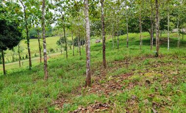 Finca41 de 5005 m2 Financiada 100% SIN INTERES PAGO EN $500 Quincenal