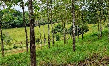 Finca41 de 5005 m2 Financiada 100% SIN INTERES PAGO EN $500 Quincenal