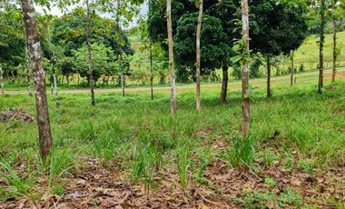 Finca41 de 5005 m2 Financiada 100% SIN INTERES PAGO EN $500 Quincenal