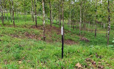 Finca41 de 5005 m2 Financiada 100% SIN INTERES PAGO EN $500 Quincenal