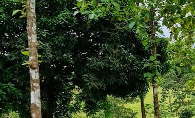 Finca41 de 5005 m2 Financiada 100% SIN INTERES PAGO EN $500 Quincenal