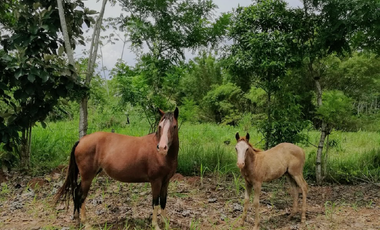 Finca41 de 5005 m2 Financiada 100% SIN INTERES PAGO EN $500 Quincenal