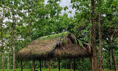 Finca41 de 5005 m2 Financiada 100% SIN INTERES PAGO EN $500 Quincenal