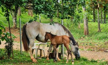 Finca41 de 5005 m2 Financiada 100% SIN INTERES PAGO EN $500 Quincenal