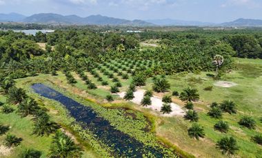 Prime 20 Rai Palm Plantation Canal-Side Land near Bo Dan Beach, Thai Mueang, Phang Nga