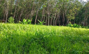 Peaceful 7 rai of rubber plantation land for sale in Takua Thung Phangnga.