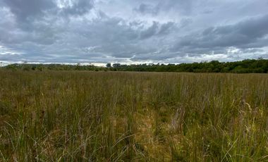 Campo en venta en Los Muermos de 96 hectáreas - Región de Los Lagos