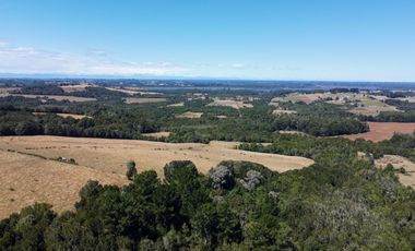 Campo en venta en Los Muermos de 96 hectáreas - Región de Los Lagos