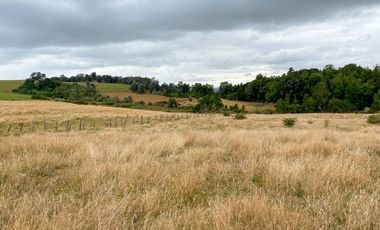 Campo en venta en Los Muermos de 96 hectáreas - Región de Los Lagos