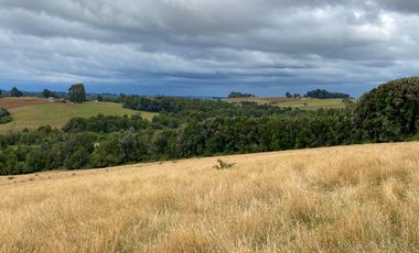 Campo en venta en Los Muermos de 96 hectáreas - Región de Los Lagos