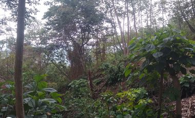 FINCA DE 4 HTS EN MINCA SANTA MARTA COLOMBIA.