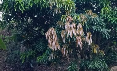 VENDO FINCA A PUERTA CERRADA EN BARBOSA ANTIOQUIA.