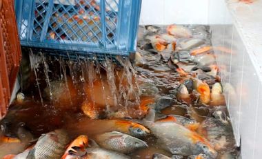 VENTA DE FINCA CON UNIDAD DE PRODUC.DE ESPECIES DE PESCADO DE AGUA CALIENTE