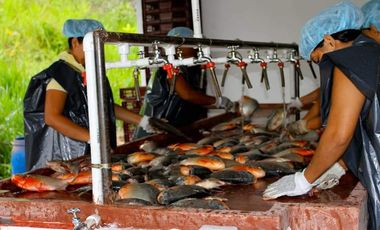 VENTA DE FINCA CON UNIDAD DE PRODUC.DE ESPECIES DE PESCADO DE AGUA CALIENTE