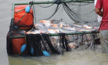 VENTA DE FINCA CON UNIDAD DE PRODUC.DE ESPECIES DE PESCADO DE AGUA CALIENTE