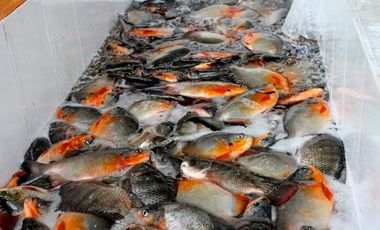 VENTA DE FINCA CON UNIDAD DE PRODUC.DE ESPECIES DE PESCADO DE AGUA CALIENTE