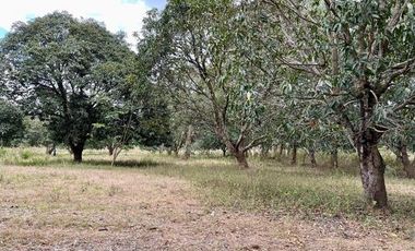 ❗❗𝐅𝐎𝐑 𝐒𝐀𝐋𝐄 𝐅𝐀𝐑𝐌 𝐋𝐀𝐍𝐃 𝐈𝐍 𝐍𝐔𝐄𝐕𝐀 𝐄𝐂𝐈𝐉𝐀 ❗❗