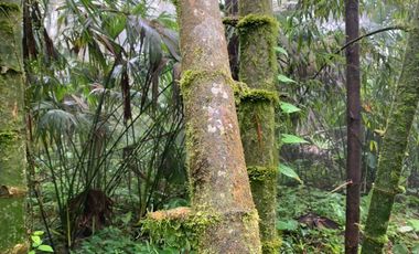 Finca de Venta en Bosque Pacoche Manta Manabi