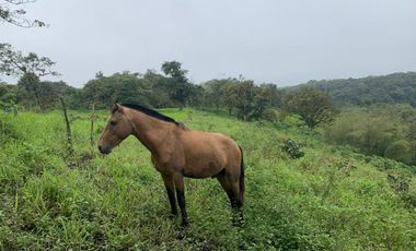 Finca de Venta en Bosque Pacoche Manta Manabi