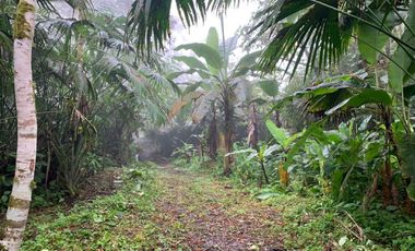 Finca de Venta en Bosque Pacoche Manta Manabi