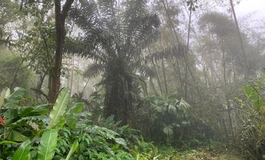 Finca de Venta en Bosque Pacoche Manta Manabi
