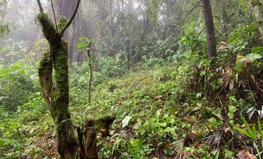 Finca de Venta en Bosque Pacoche Manta Manabi