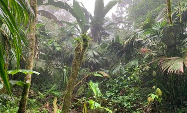 Finca de Venta en Bosque Pacoche Manta Manabi