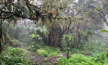Finca de Venta en Bosque Pacoche Manta Manabi