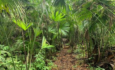 Finca de Venta en Bosque Pacoche Manta Manabi