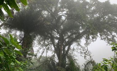 Finca de Venta en Bosque Pacoche Manta Manabi