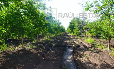 VENDEMOS Parcelas con nogales como inversión o vivir