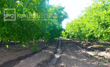 VENDEMOS Parcelas con nogales como inversión o vivir
