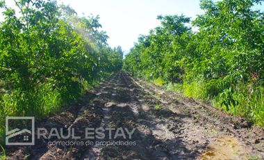 VENDEMOS Parcelas con nogales como inversión o vivir