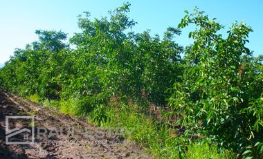 VENDEMOS Parcelas con nogales como inversión o vivir